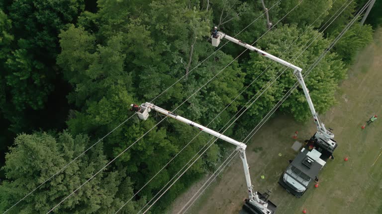 Best Fruit Tree Pruning  in Wellington, OH